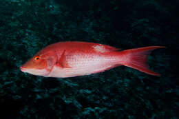 Bodianus unimaculatus (Günther 1862) resmi