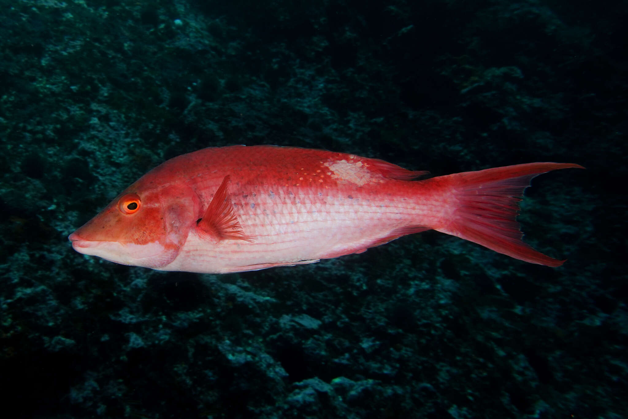 Sivun Bodianus unimaculatus (Günther 1862) kuva