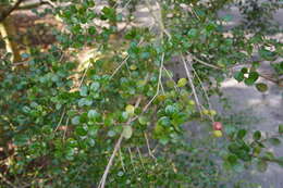 Image de Fernelia buxifolia Lam.