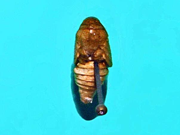 Image of codling moth