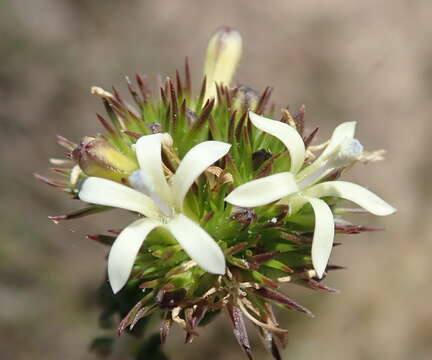 Image de Wahlenbergia desmantha Lammers