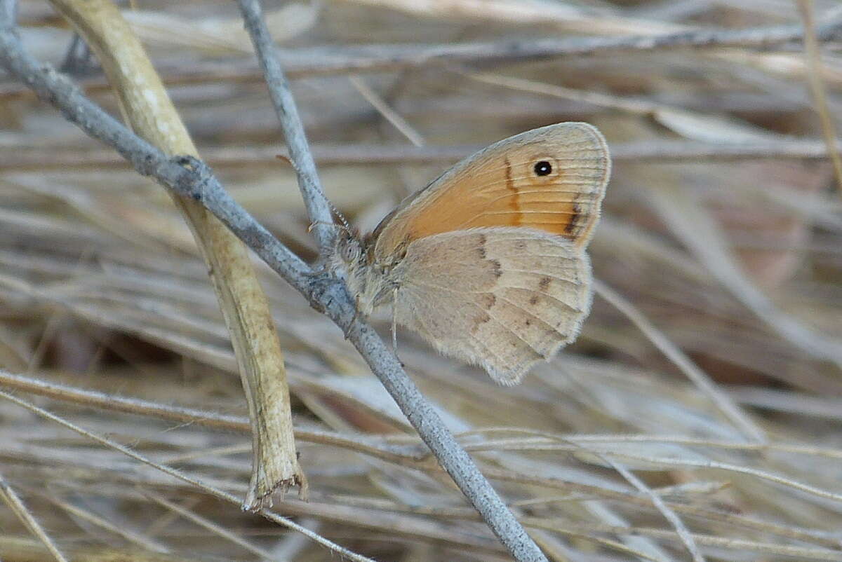 Coenonympha pamphilus lyllus resmi