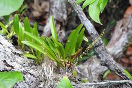 Image de Stelis purpurascens A. Rich. & Galeotti