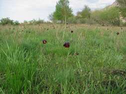 Fritillaria meleagroides Patrin ex Schult. & Schult. fil. resmi