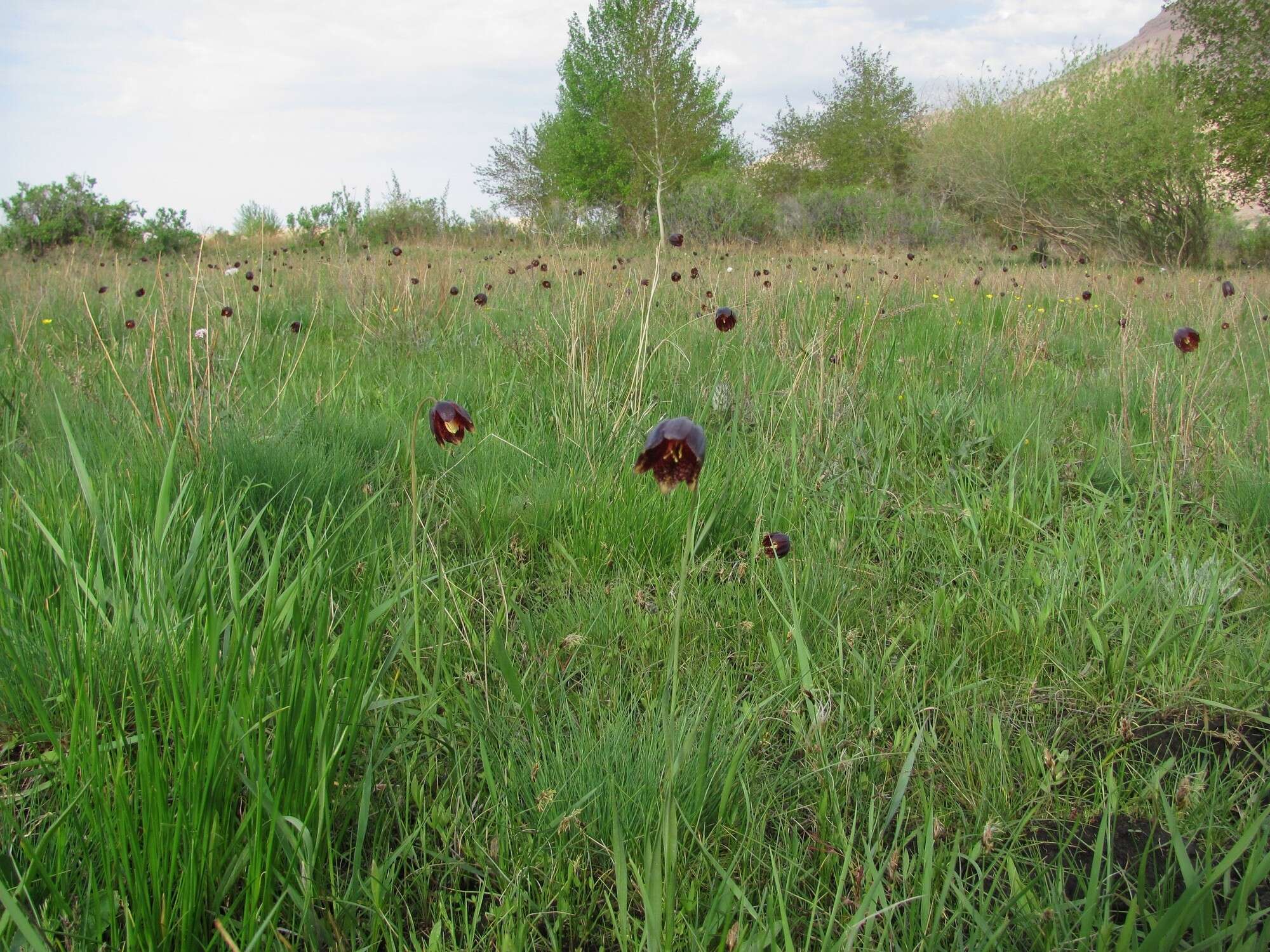 Fritillaria meleagroides Patrin ex Schult. & Schult. fil. resmi