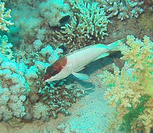 Image of Banded Reed Cod