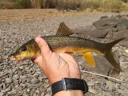 Image of Andalusian Barbel