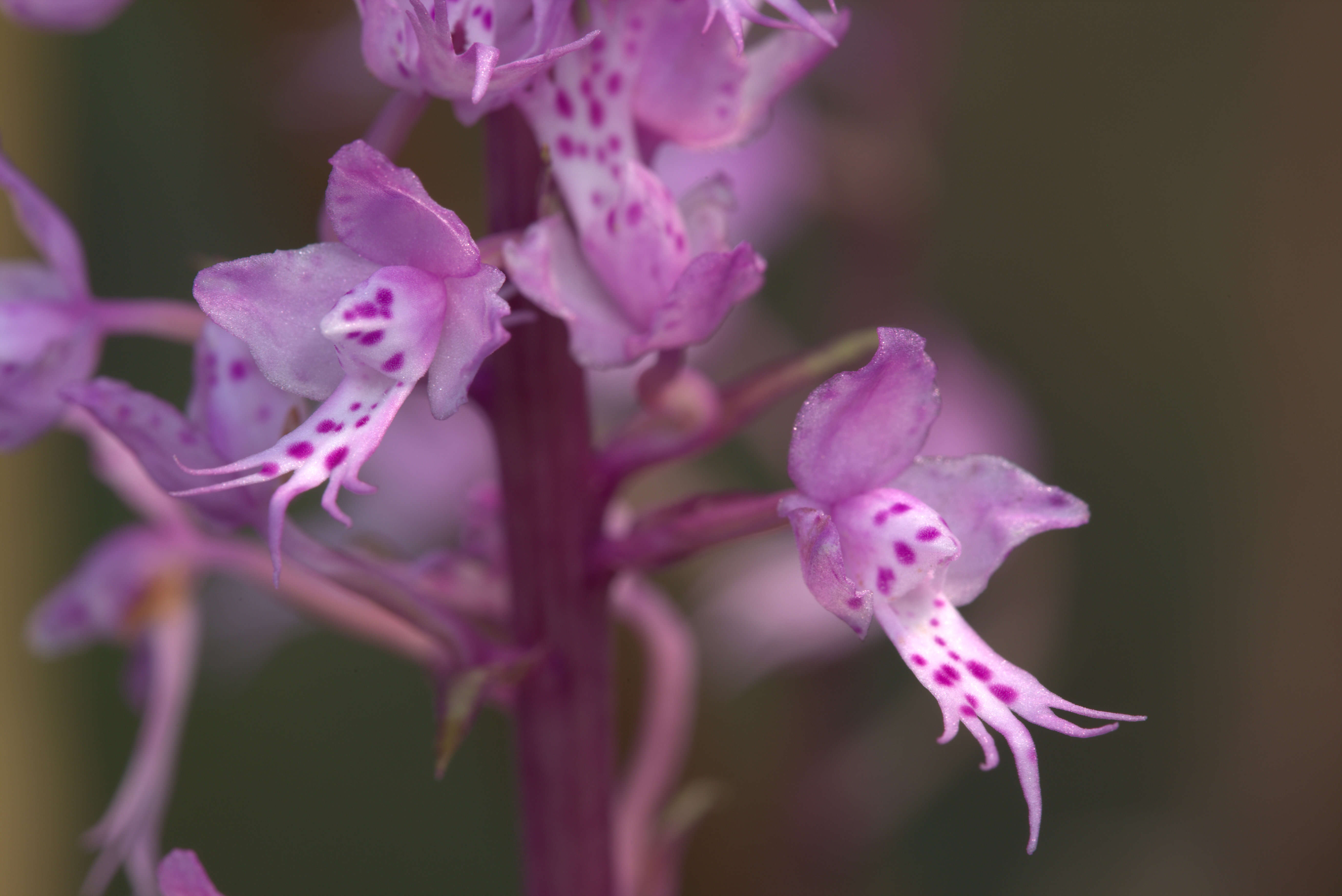 Image of Stenoglottis longifolia Hook. fil.