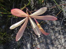 Image of Geissorhiza exscapa (Thunb.) Goldblatt