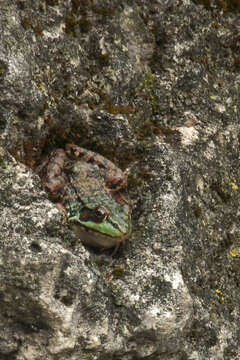 Sivun Lithobates clamitans (Latreille ex Sonnini de Manoncourt & Latreille 1801) kuva