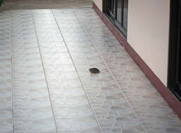 Image of Barred Buttonquail