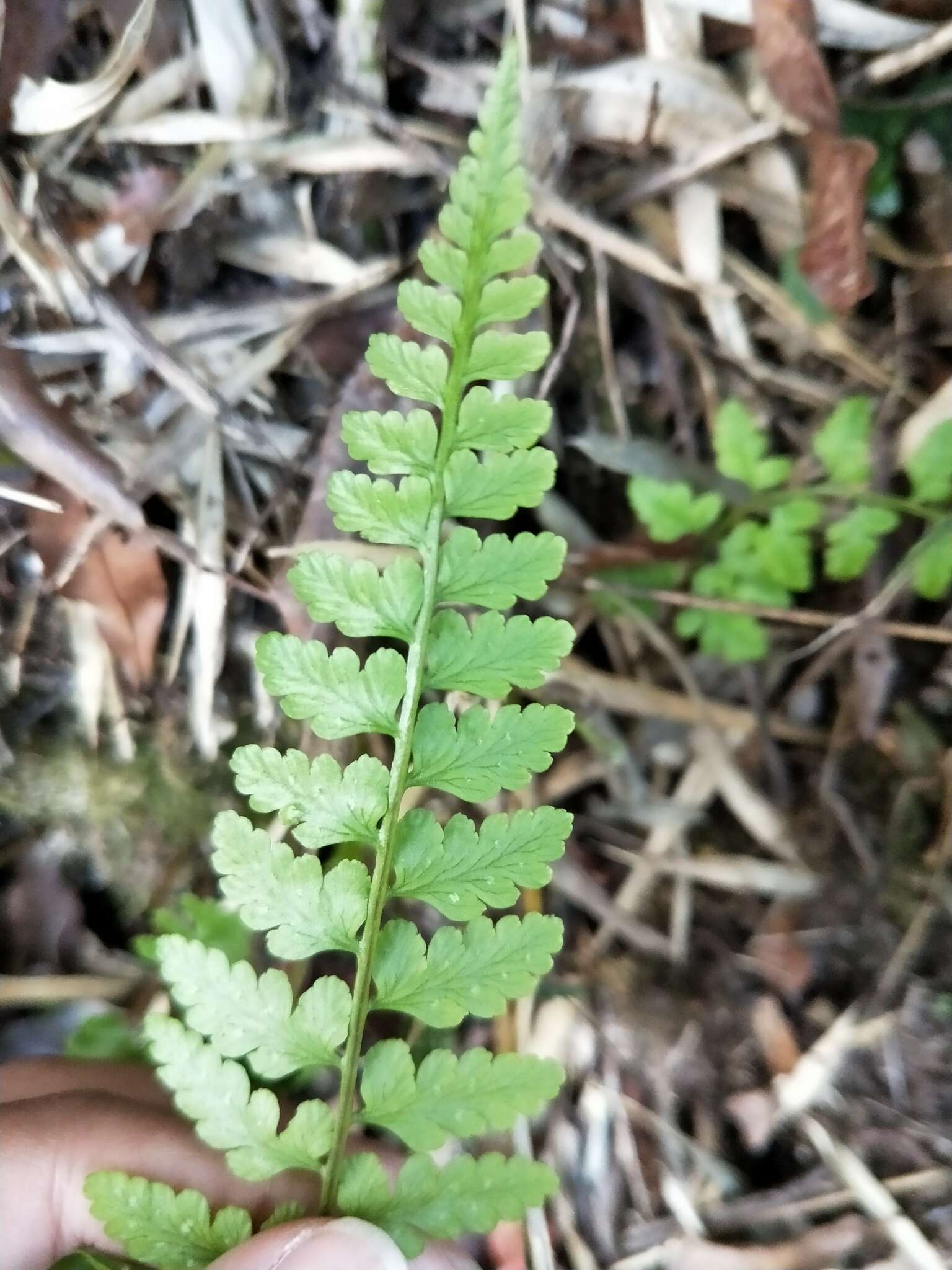 Image of Athyrium anisopterum Christ