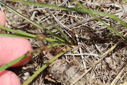 Image de Cyperus grayi Torr.