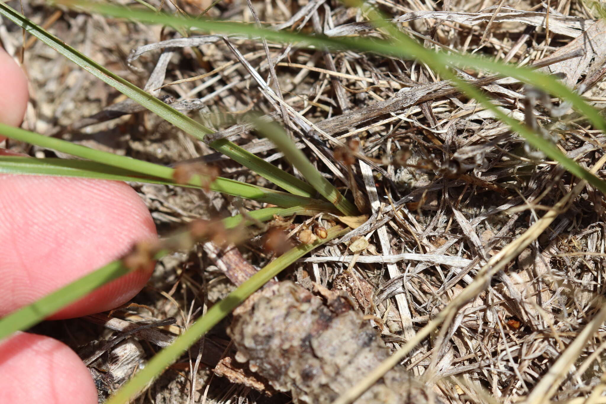 Image of Gray's Flat Sedge