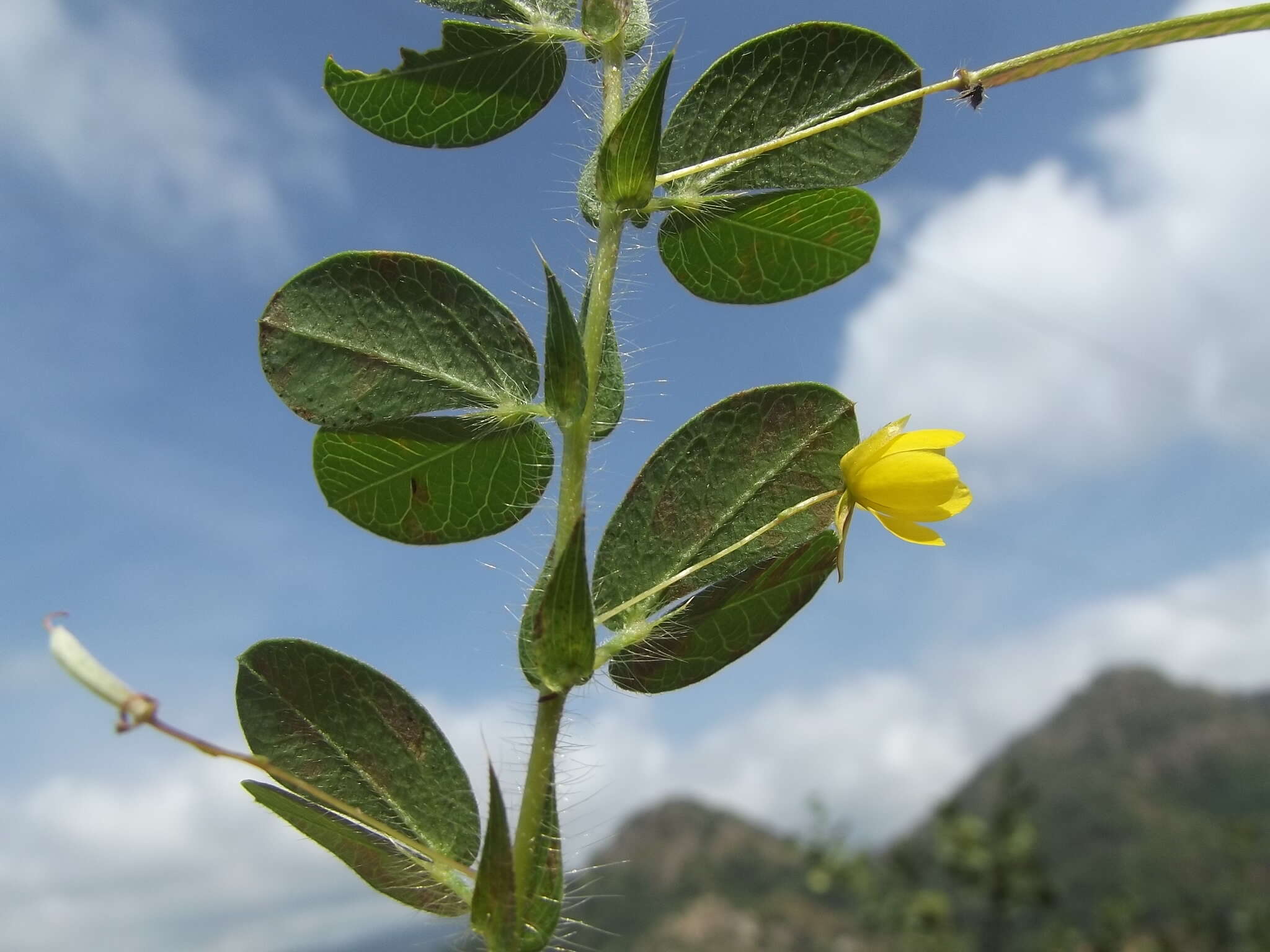 Image of roundleaf sensitive pea