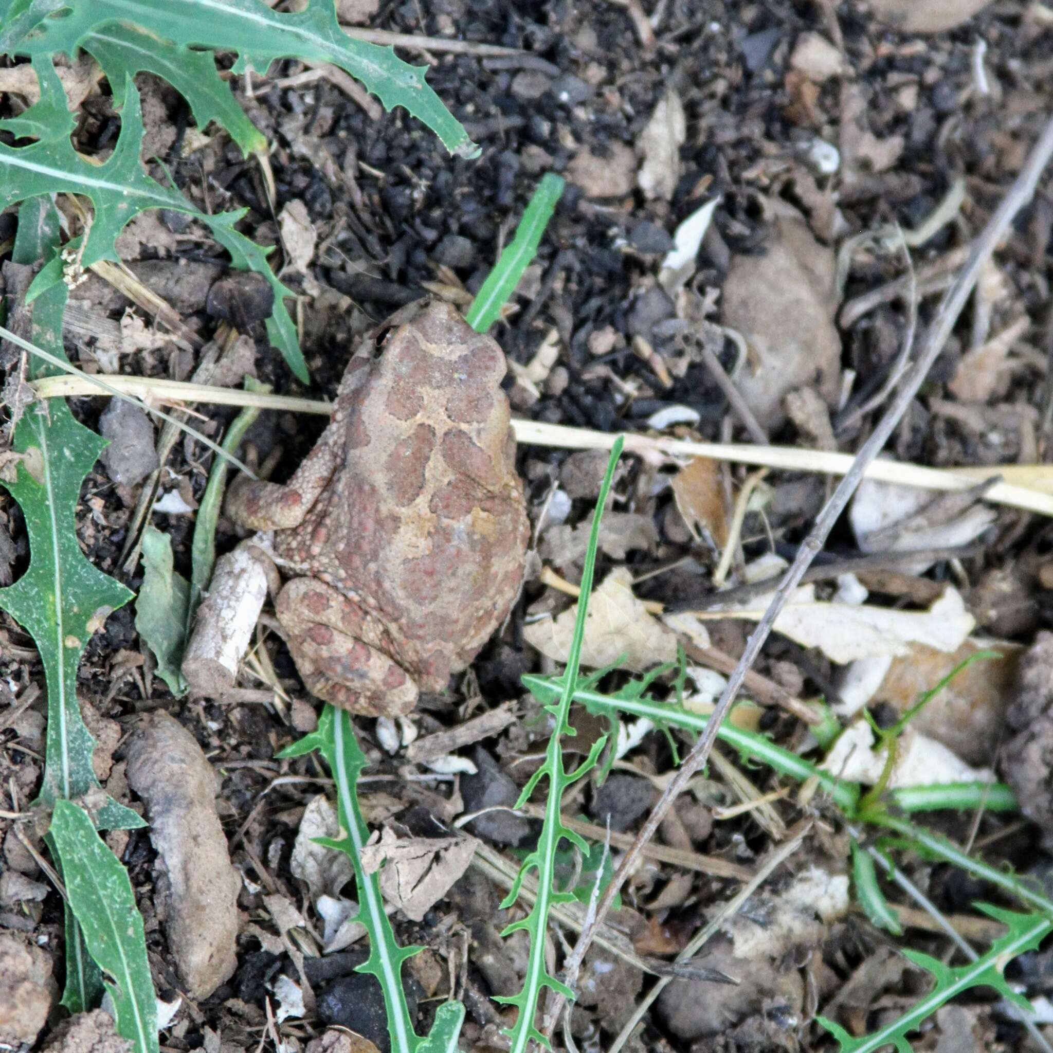 Image of Berber Toad