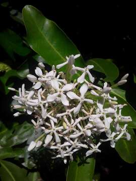 صورة Ixora finlaysoniana Wall. ex G. Don