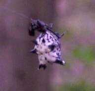 Image of Spined Micrathena