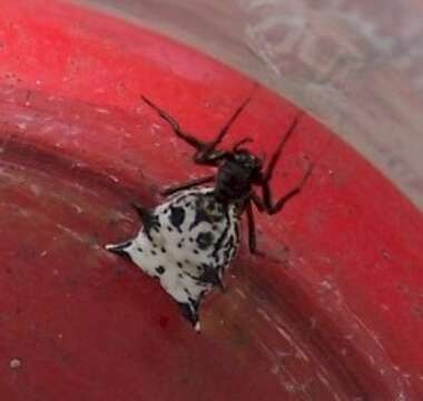 Image of Spined Micrathena