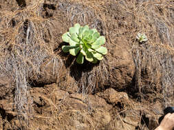 Image of Aeonium hierrense (Murr.) J. Pitard & L. Proust