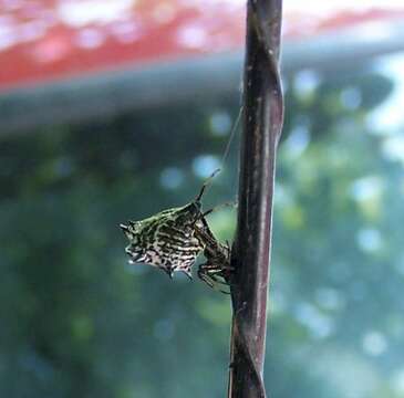 Image of Spined Micrathena