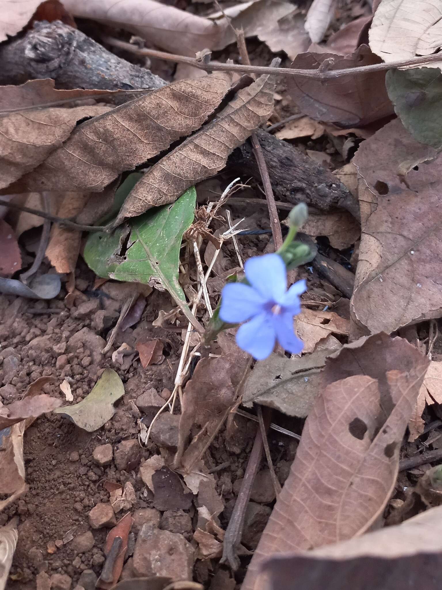 Eranthemum roseum (Vahl) R. Br. resmi