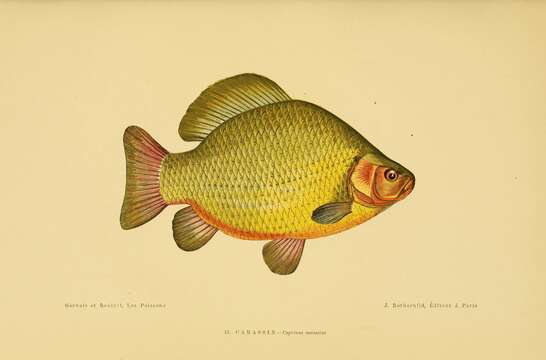 Image of Crucian Carp