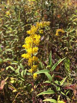 Solidago nemoralis Ait.的圖片