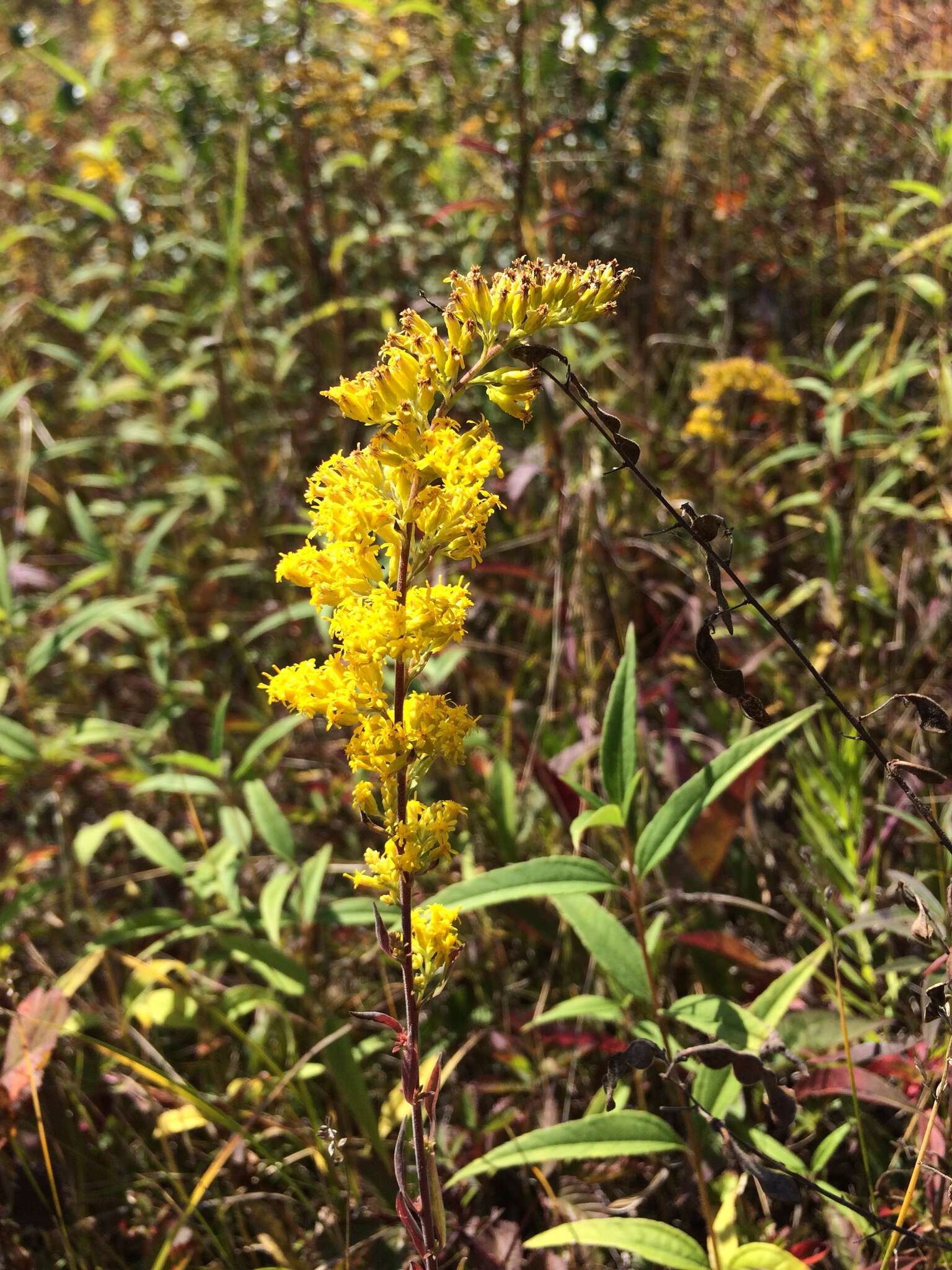 Image of gray goldenrod