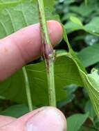 Image of graybark grape