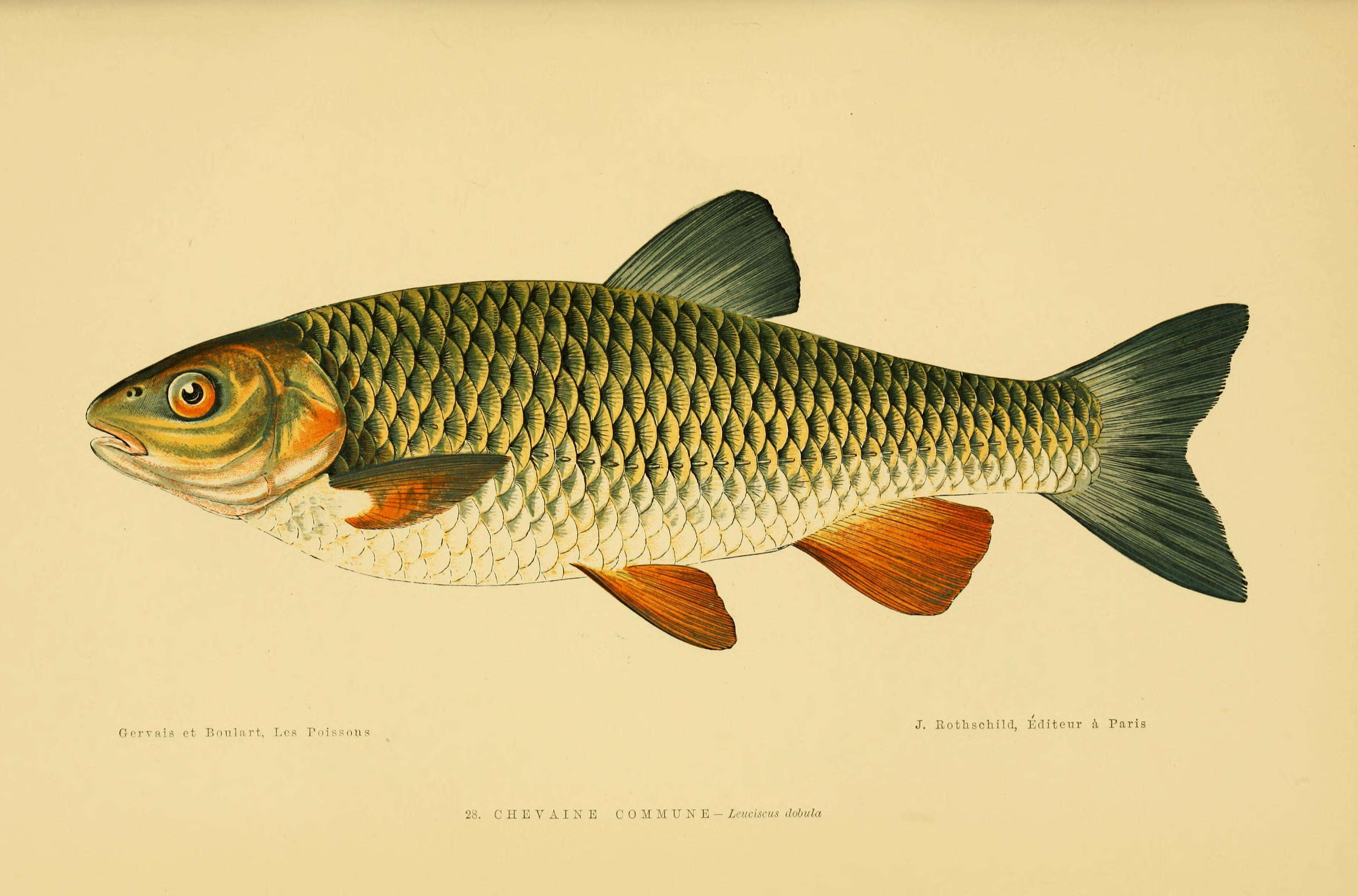 Image of Common dace