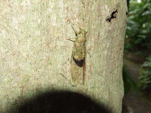 Image of Chlorocysta suffusa (Distant 1907)