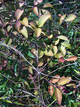 Image of Black Haw Viburnum