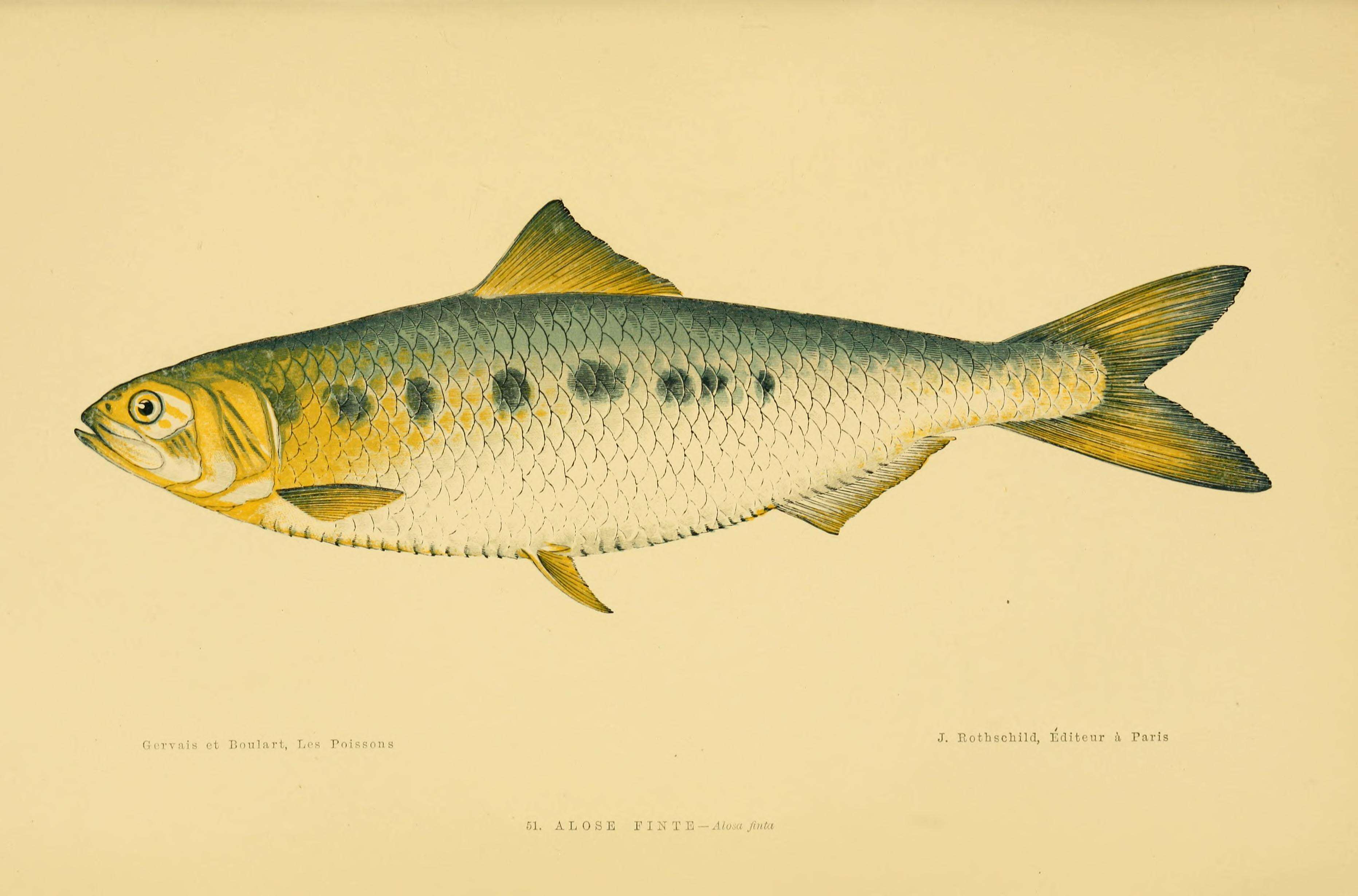 Image of Twaite shad