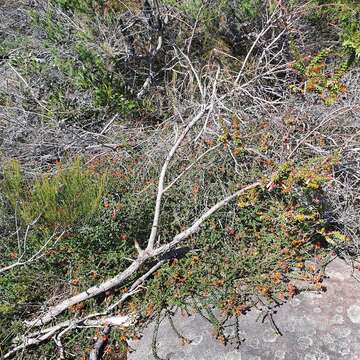 Image of Oxylobium cordifolium Andrews