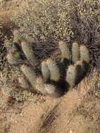 Image of Engelmann's hedgehog cactus