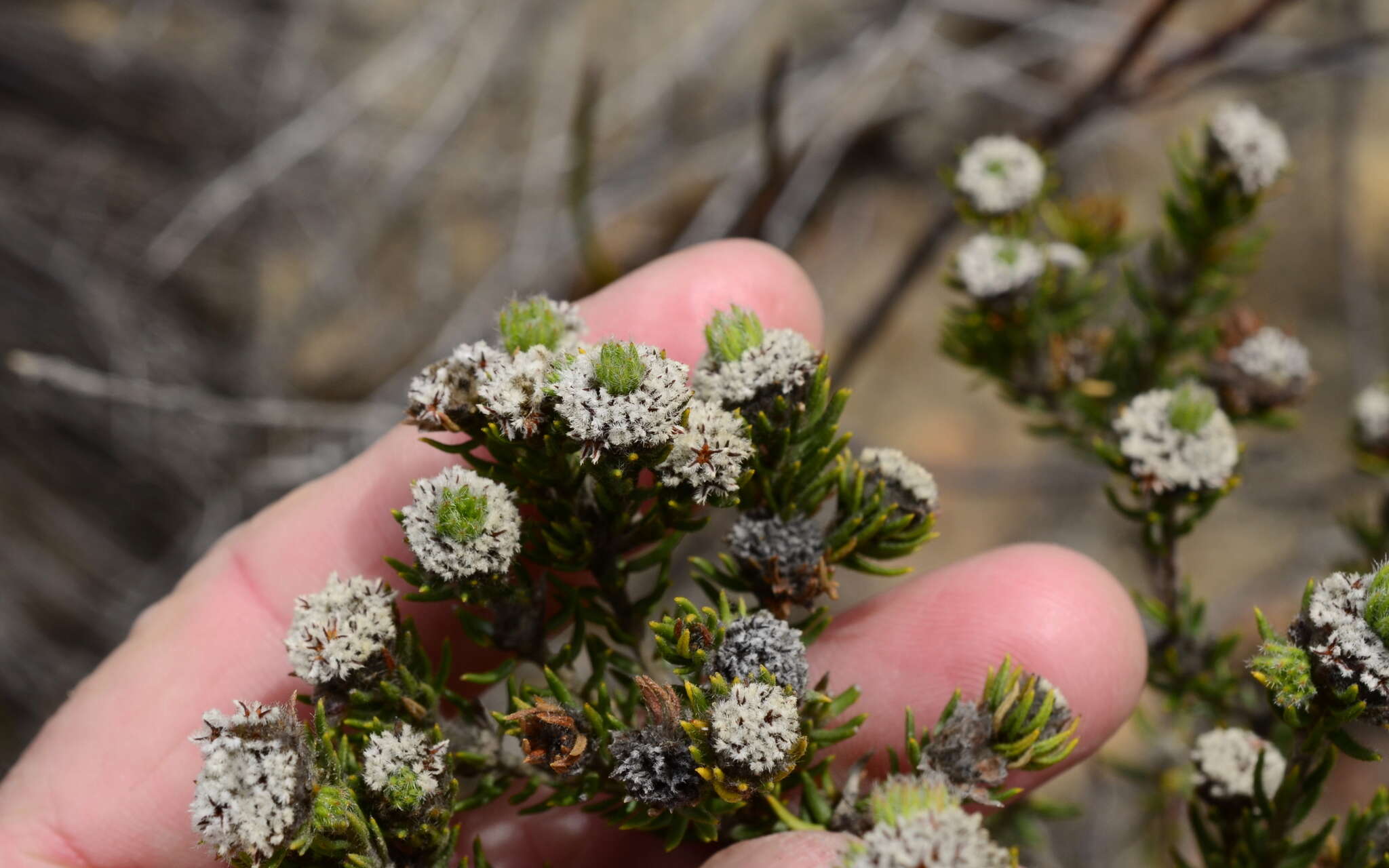 Image of Phylica vulgaris Pillans