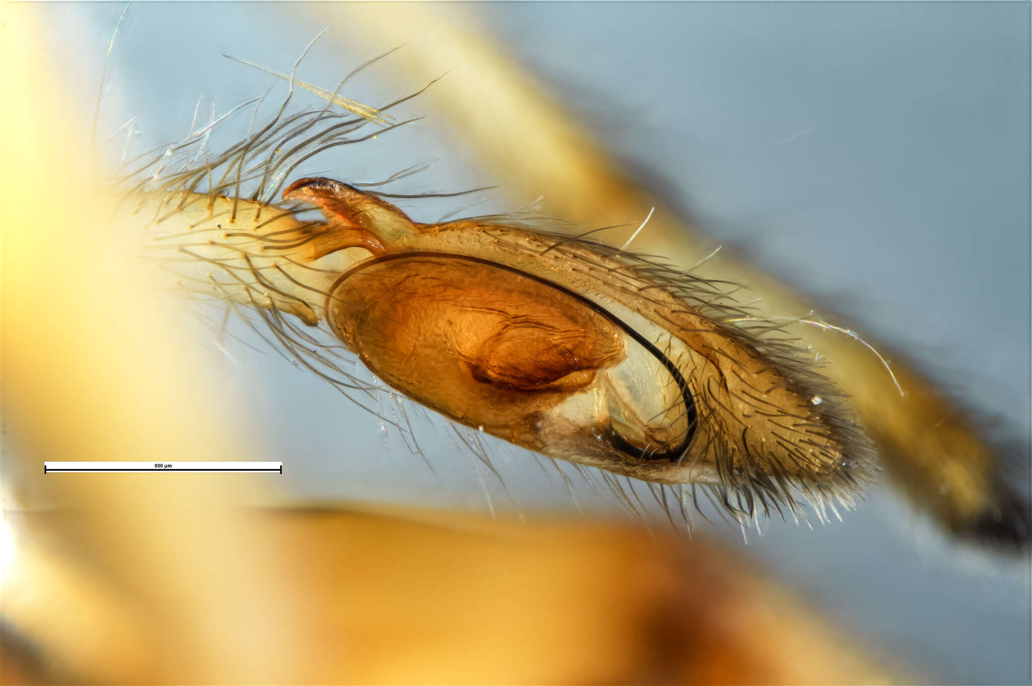 Слика од Eutittha stratiotica (L. Koch 1873)