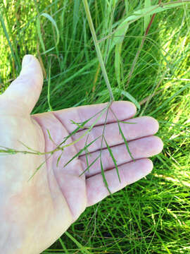 Image of bulblet-bearing water hemlock