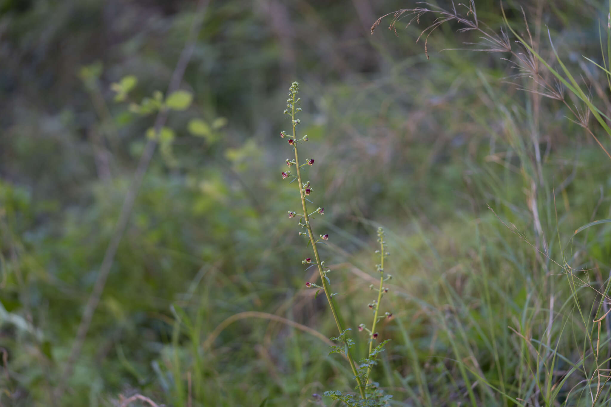 Imagem de Scrophularia lucida L.