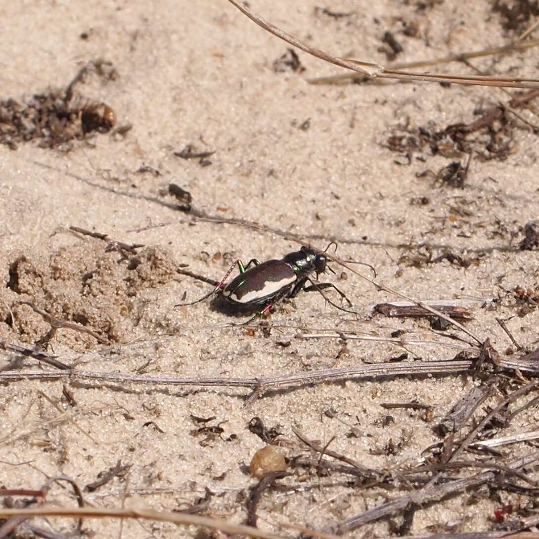 Image of Cicindela (Cicindela) scutellaris lecontei Haldeman 1853