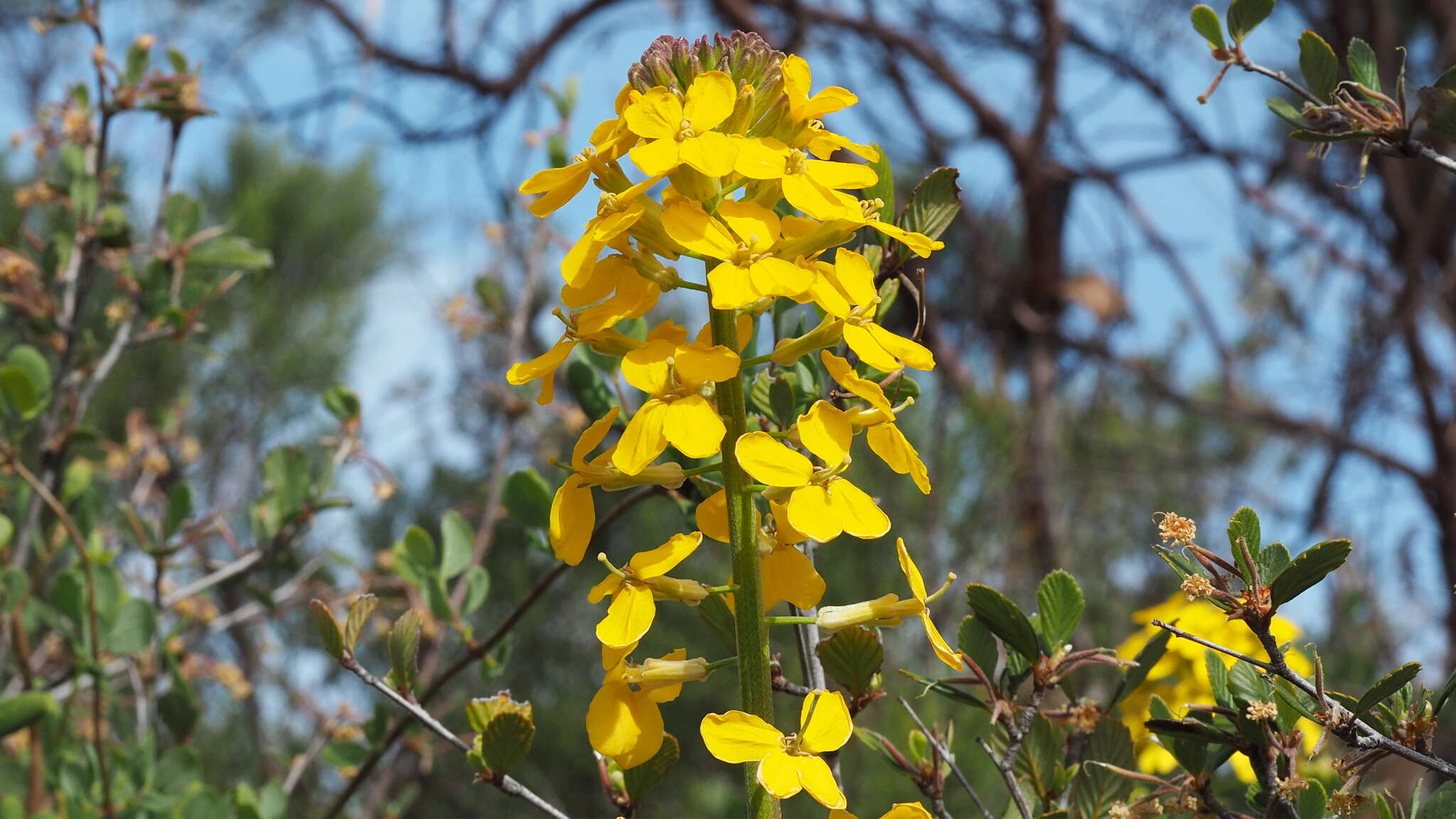 Слика од Erysimum capitatum var. capitatum