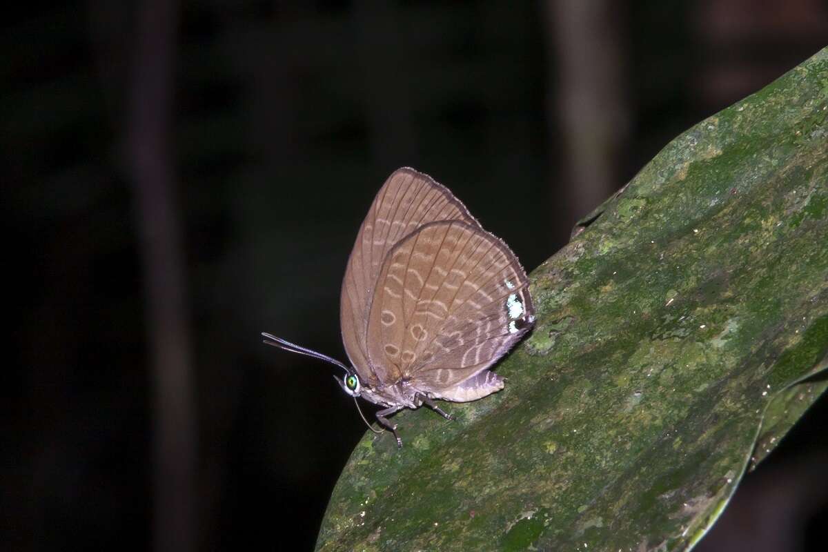 Image of Arhopala epimuta (Moore 1857)