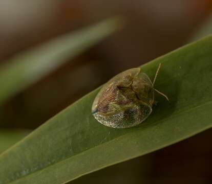 صورة Coptocycla (Psalidonota) contemta (Boheman 1855)