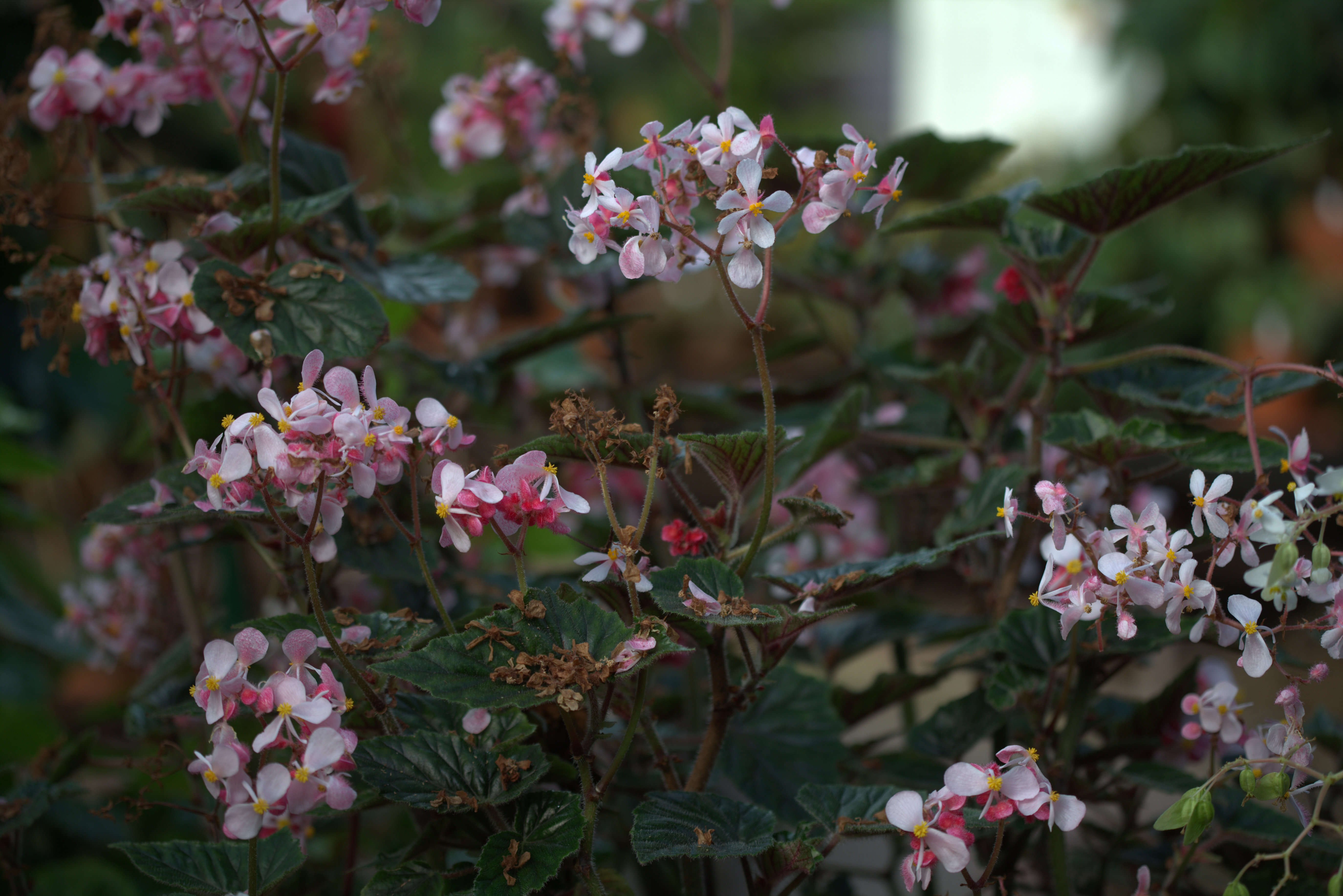 Image of Begonia incarnata Link & Otto