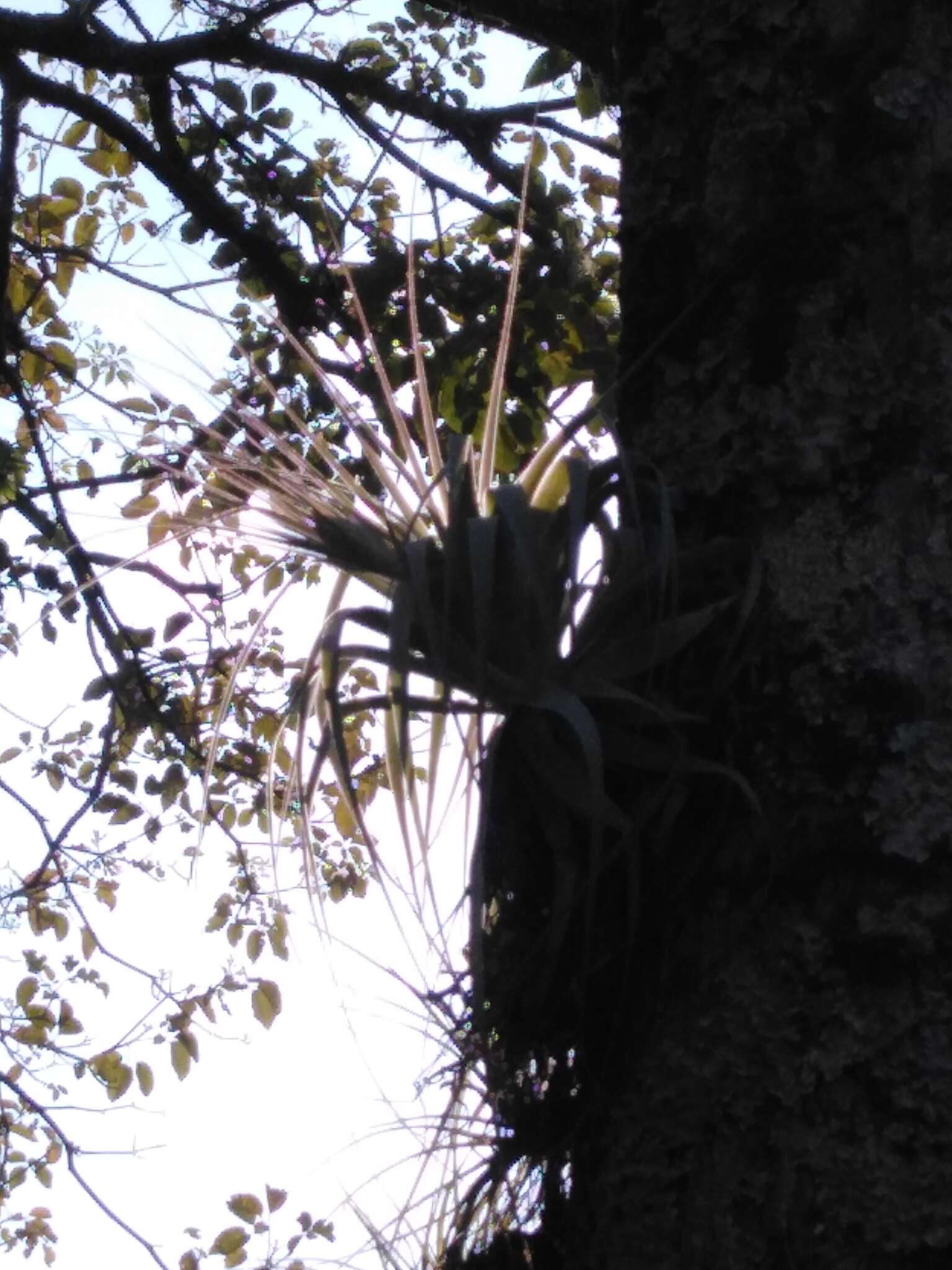 Image of Airplant