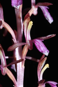 Corallorhiza mertensiana Bong.的圖片