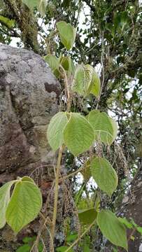 Image of Dioscorea dregeana (Kunth) T. Durand & Schinz