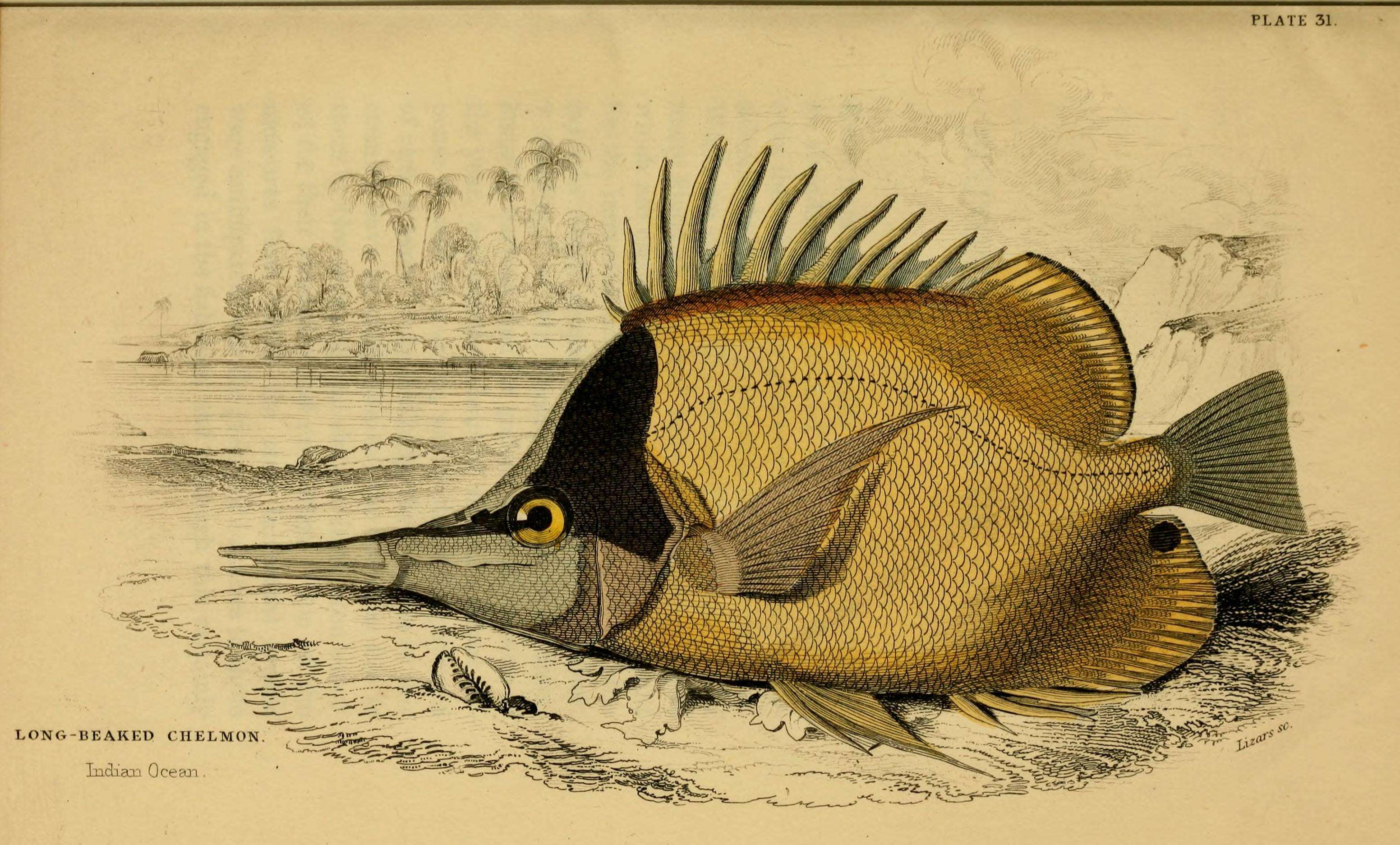 Image of Big long-nosed Butterflyfish