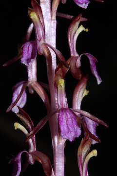 Image of Pacific coralroot